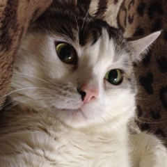 Местный Стигматик, 18.10.1989