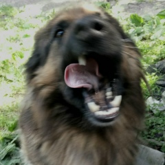 Александр Хлебушкин