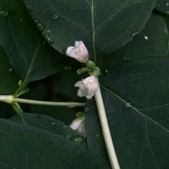 Кристина Самигулина, 12.12, Москва