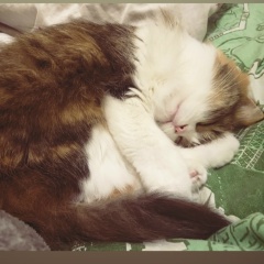 Лиза Зеленский, 01.02