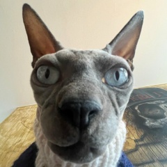 Владимир Петренко, 26.11, Санкт-Петербург