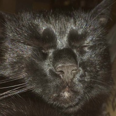 Dmitry Petrovich, Черкассы