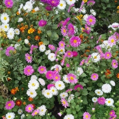 Курманжан Жапаралиева, 18.08.1991