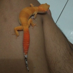 Mulyadi Kudiel, 01.07.1990