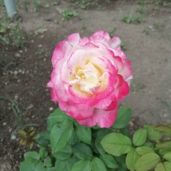 Мика Салихова, 18.09