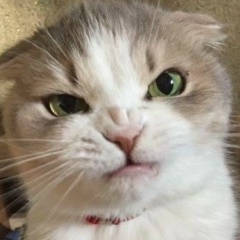 Адам Ибрагимов, Грозный