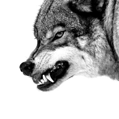 Трезвый Водитель, 16.11