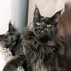 Светлана Колесникова, 06.07, Санкт-Петербург