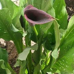 Загидат Магомедова, 19.03, Благодарный