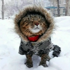 Владимир П, Красноярск