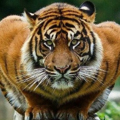 Хабиб Закриев