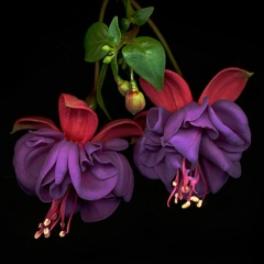 Светлана , 17.01.1981, Москва