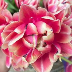 Анна Славная