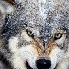 Михаил Калинин, 25.12, Озерск