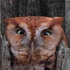 Санечка Шеленина, Мурманск