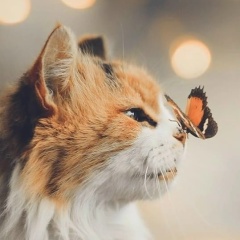 Денис Борисов, 05.01, Керчь