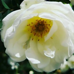 Алиночка Петрова, 03.07, Казань