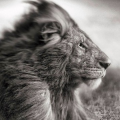 Mark Dante, 23.08, Червоноград