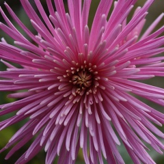 Фанни Гришковец, 07.01.1995, Москва