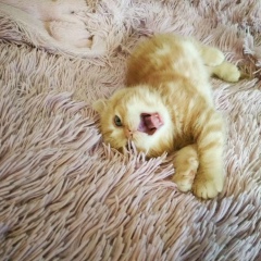 Лейла Гудавасова, 16.10.1992, Степногорск