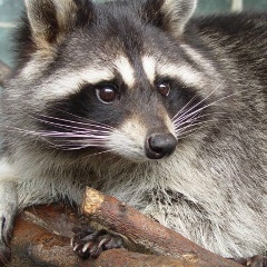 Фёдор Елисеев, 09.12.1993, Омск