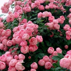 Юлия Кулик, 19.05, Минск