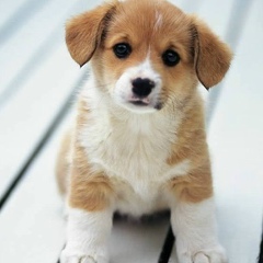 Леонович Дарья, 05.12.1997