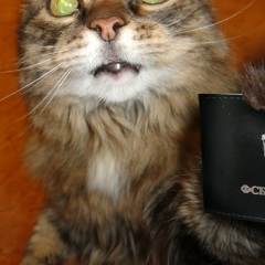 Кот Васька, 03.03