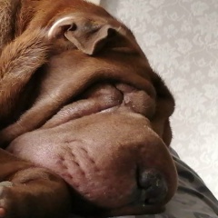 Алексей Стрельцов, 26.04.1986, Москва