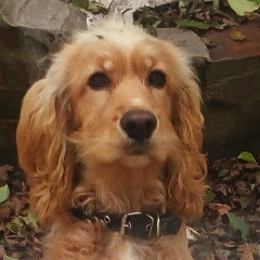 Дмитрий Крупельницкий, 01.04