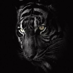 Рома Белашов, Москва