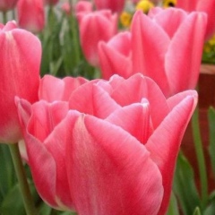 Маржан Садвакасова, 27.03.1974, Костанай