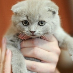 Хеда Дасаева, 25.06, Москва