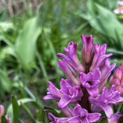 Надя Щука, Санкт-Петербург