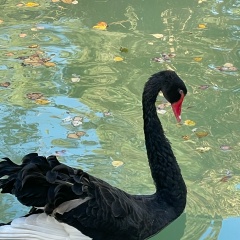 Aaaaa Iiiii, 28.04, Киев