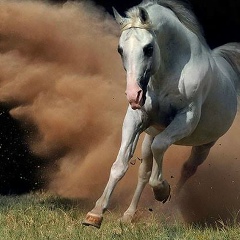 Sanjar Melibaev, 22.01.2000, Ош