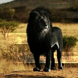 Александр Новоселов, Томск