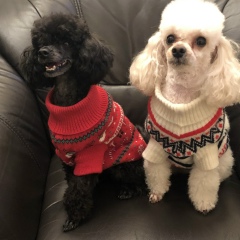 Натали Натали, 16.12.1976