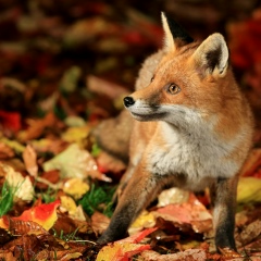 Crazy Fox, Москва