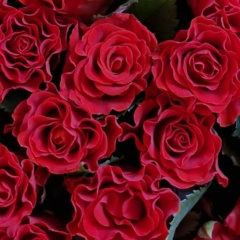 Светлана Карабаева, 29.03, Санкт-Петербург