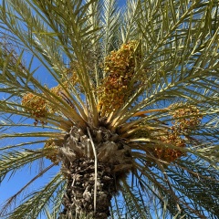 Анна Сорокина, Санкт-Петербург