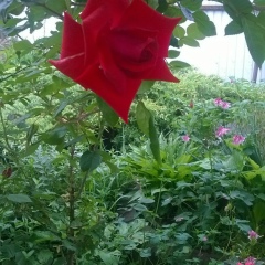 Елена Лена, 03.12.1969