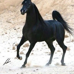 Далгат Гамзаев, 01.02.1994