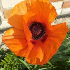 Наталия Гутникова, Санкт-Петербург