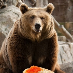 Алексей Медведев, 30.09.1981, Санкт-Петербург