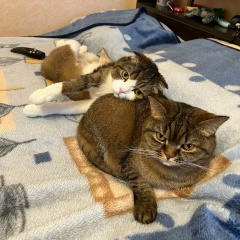 Валерий Горелов, 04.02, Санкт-Петербург