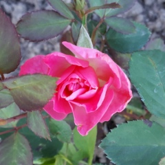 Любовь Червякова, Пересвет