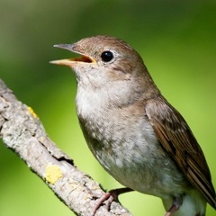 Ирина Кустова, 03.09.1987, Нижневартовск