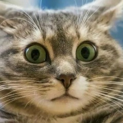 Амирон К, Алматы