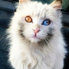 Антон Вишневский, 30.11.1993, Sri Jayawardenapura Kotte